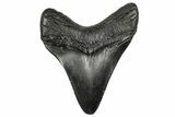 Fossil Megalodon Tooth - South Carolina #332228-1